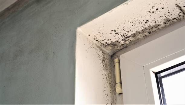 Best Black Mold Removal  in Yutan, NE