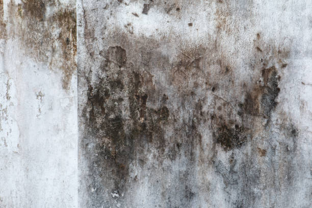 Best Mold Damage Restoration  in Yutan, NE