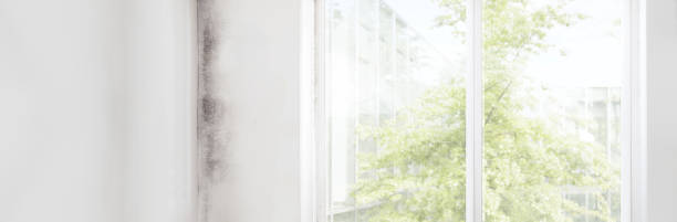 Yutan, NE Mold Removal Company