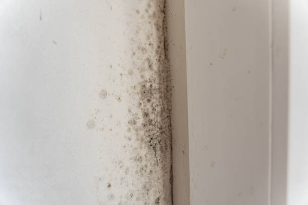 Best Residential Mold Inspection & Testing  in Yutan, NE